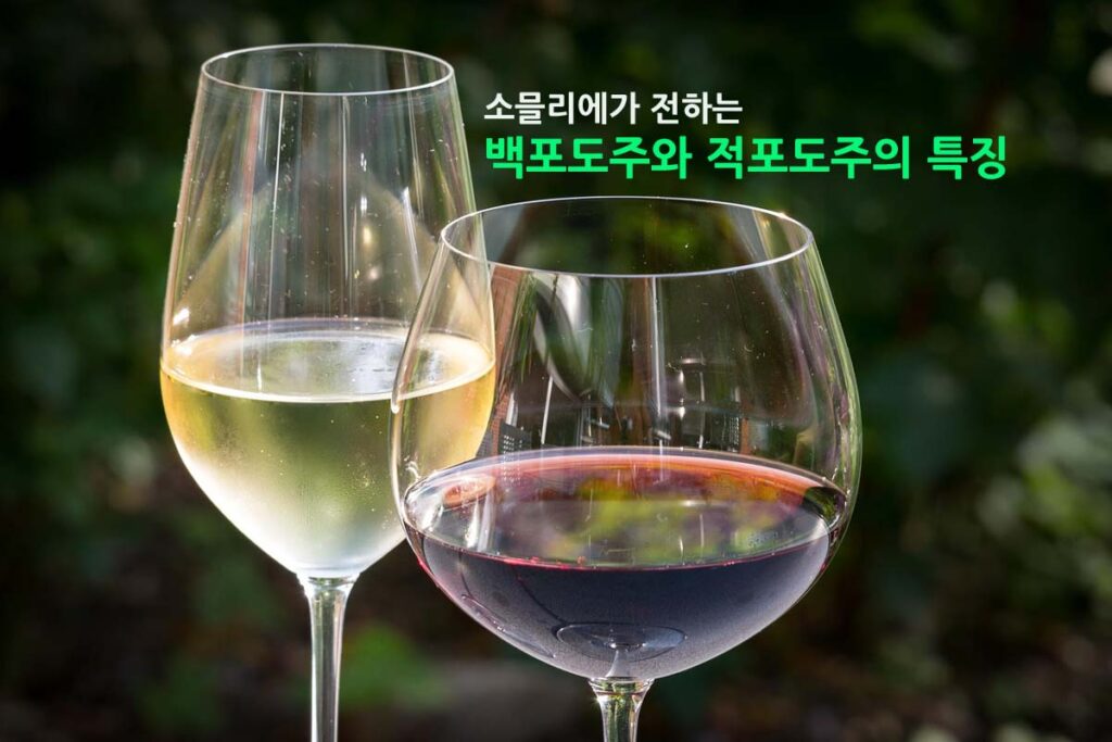 소믈리에가 전하는 와인의 특징